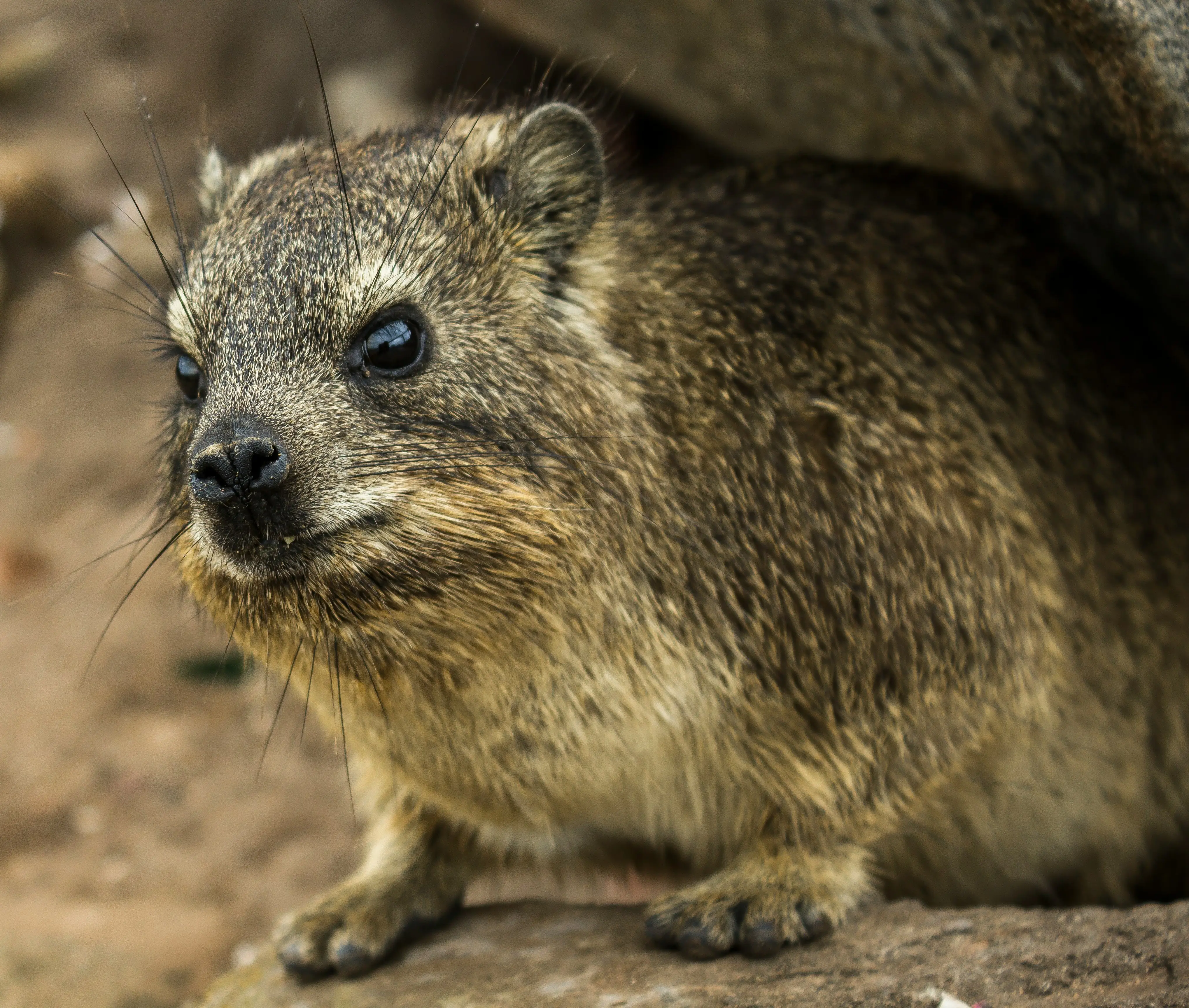 Rock hyrax deitado sobre uma rocha