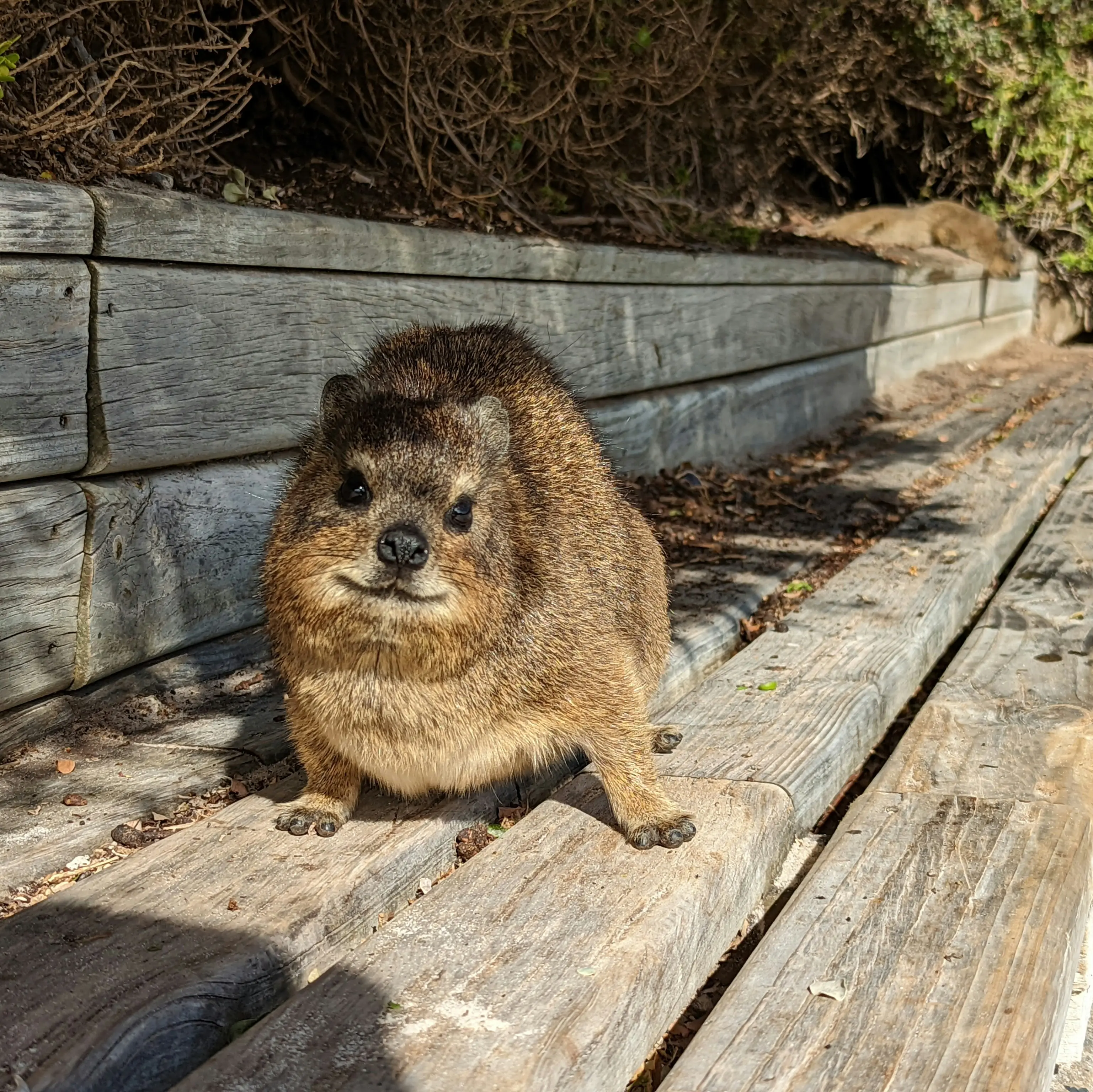 Grupo de rock hyraxes em uma formação rochosa