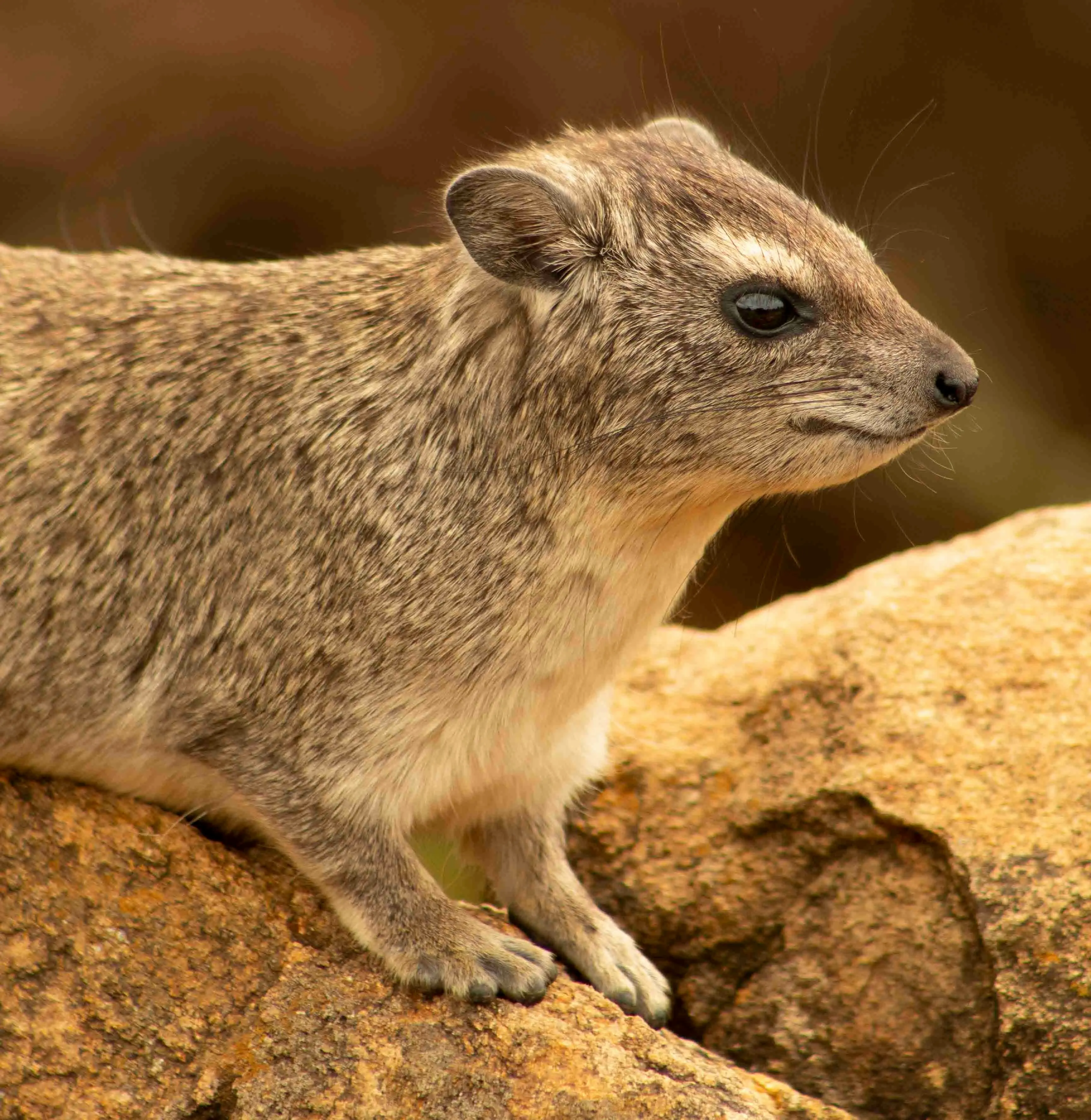 Rock hyrax em posição de alerta sobre uma pedra