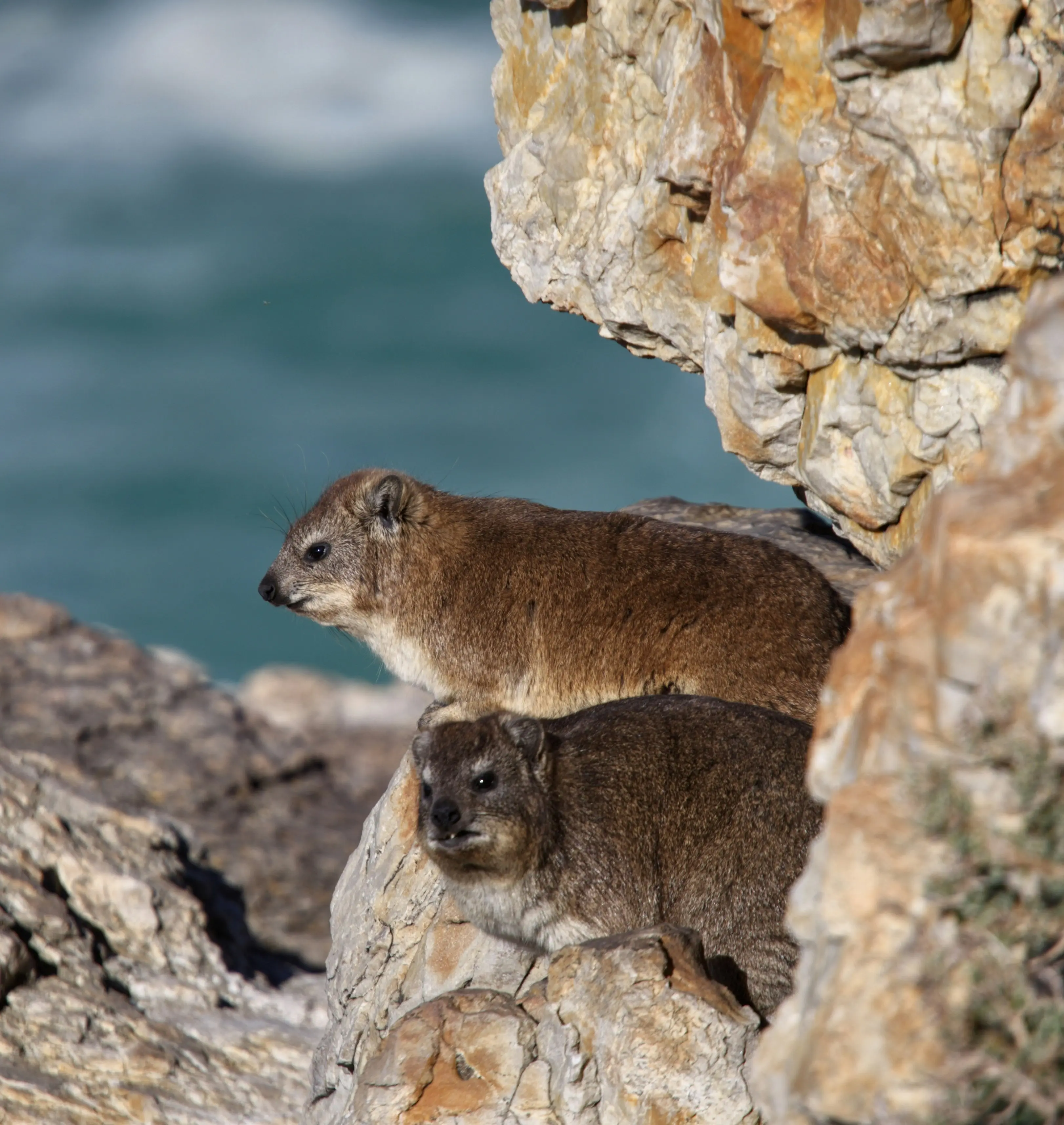 Rock hyrax tomando sol em uma área aberta com rochas