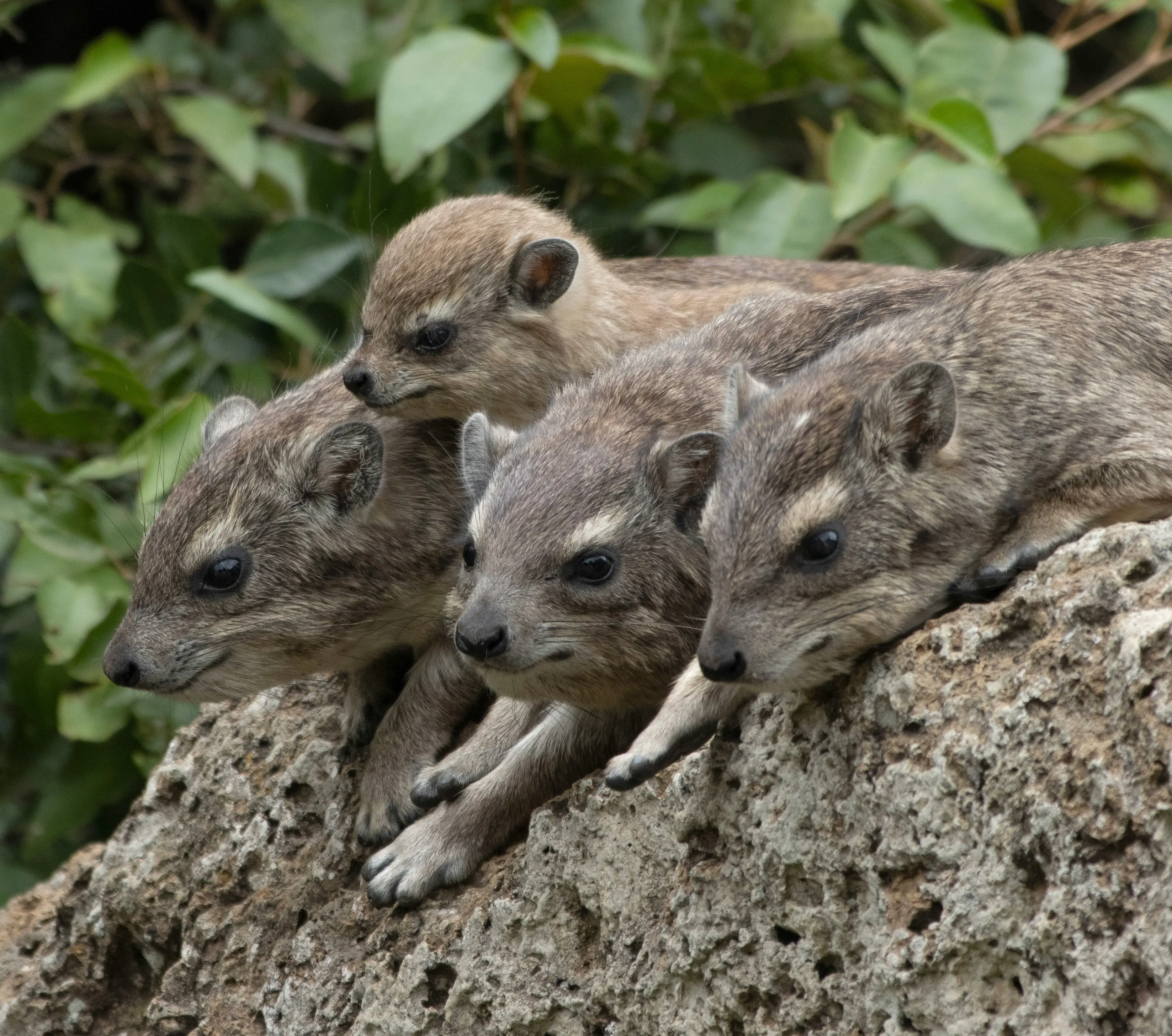 Dois rock hyraxes em destaque, observando o entorno