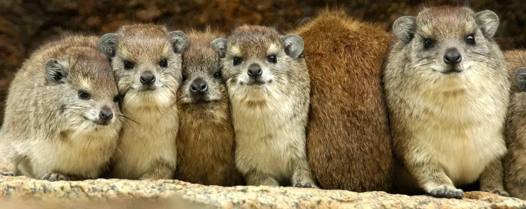 Beautiful Rock Hyrax