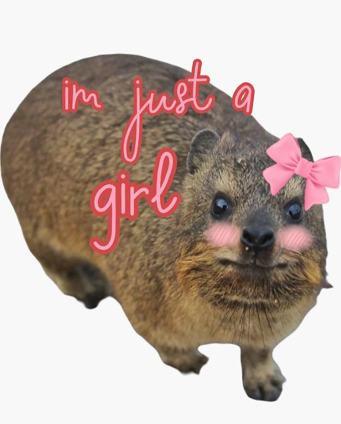 Hyrax com bochechas coradas e laço rosa, com a frase “I'm just a girl.
